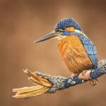Eisvogel - Mixed Media